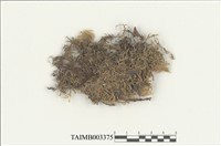 藏品(灰苔科)的圖片
